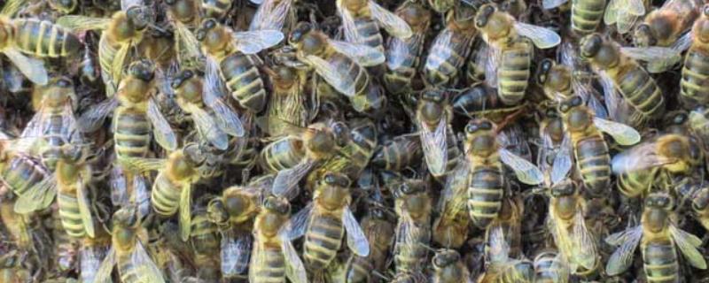 蜜蜂爬蜂病有啥特效药，特效药因病因不同而不同
