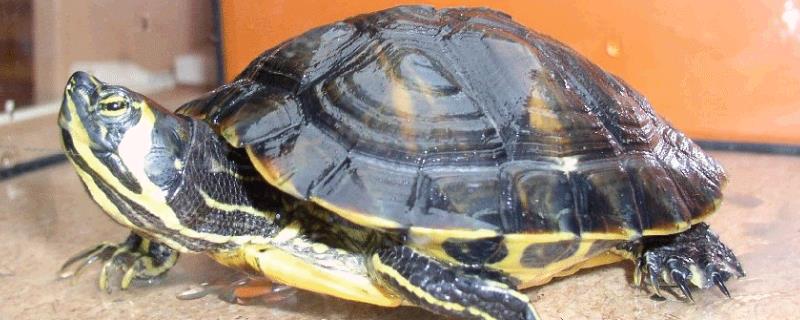 巴西黄耳龟和红耳龟哪种好，要看饲养者自己的选择