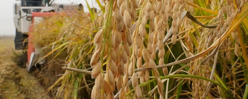 瑞优7021水稻种子特点，该品种基部叶鞘绿色