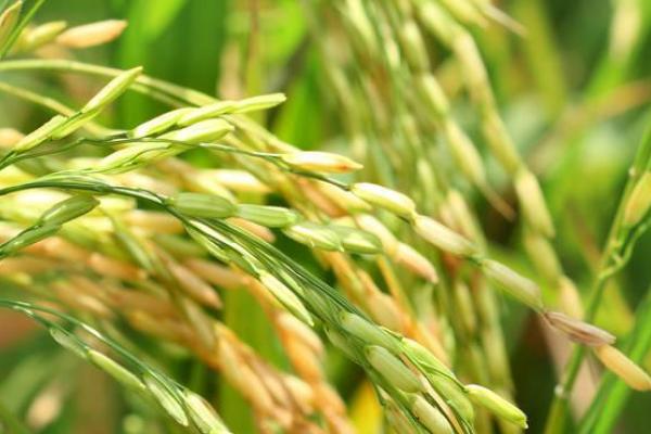 瑞优7021水稻种子特点，该品种基部叶鞘绿色