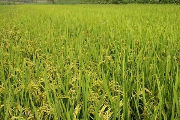 川优6139水稻种子简介，该品种基部叶鞘绿色