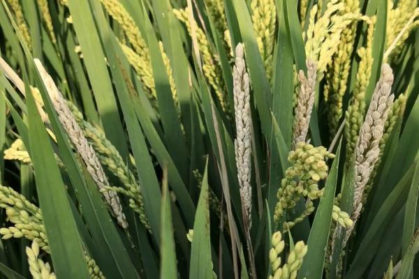 安丰优5466水稻品种的特性，该品种基部叶鞘绿色