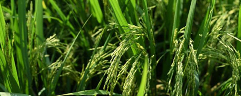 川优2275水稻种子简介，该品种基部叶鞘绿色
