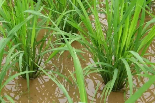川农优1226水稻品种的特性，该品种基部叶鞘绿色
