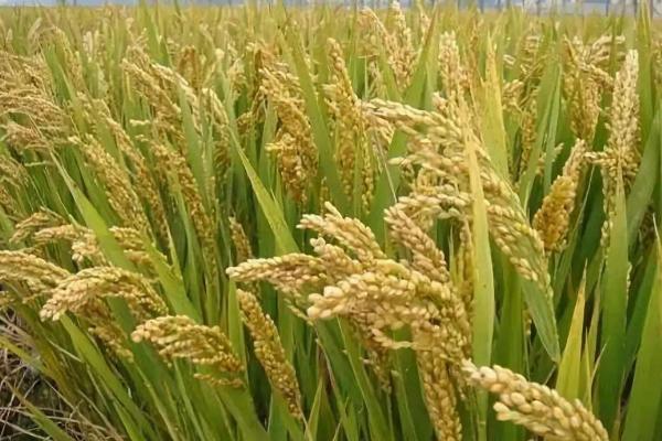 安丰优5466水稻品种的特性，该品种基部叶鞘绿色