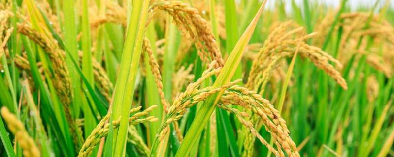 内5优粤禾丝苗水稻种子特征特性，该品种基部叶鞘中等紫色