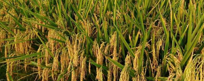 蓉7优46水稻种子介绍，该品种基部叶鞘绿色