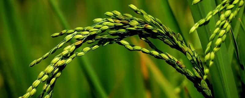旌3优2115水稻种子特点，综合防治病虫害