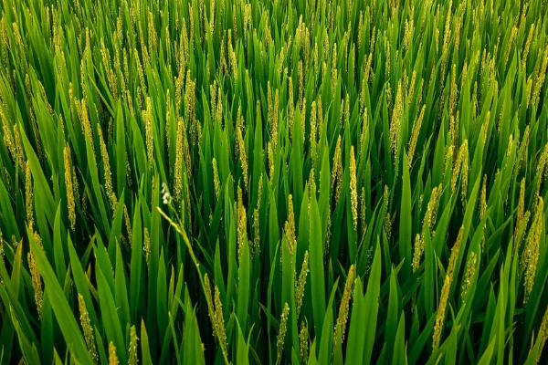 蓉7优46水稻种子介绍，该品种基部叶鞘绿色