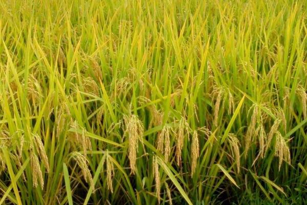 千乡优517水稻种简介，该品种基部叶鞘绿色