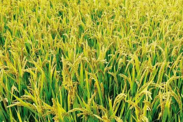 嘉优981水稻品种的特性，综合防治病虫害