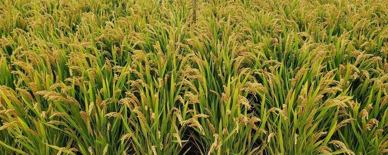 千乡优517水稻种简介，该品种基部叶鞘绿色