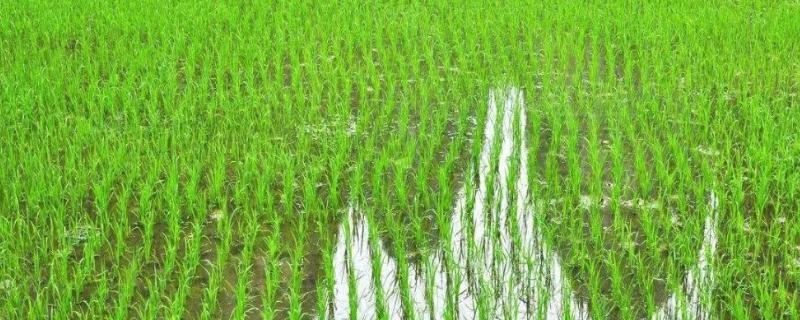 泰丰优2115水稻种子特点，综合防治病虫害