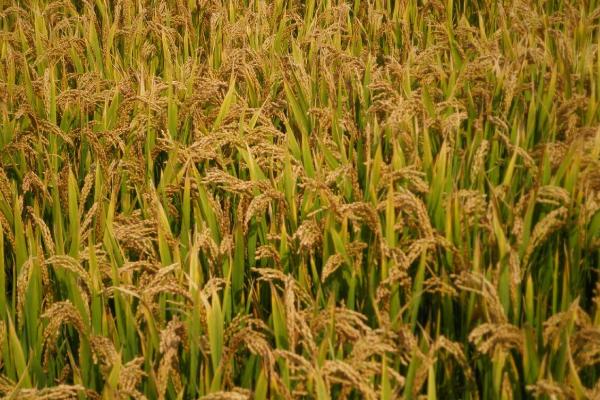 川农优108水稻种简介，该品种基部叶鞘绿色