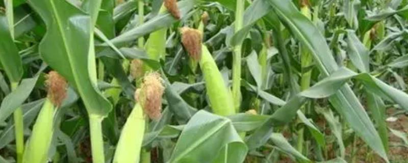 金禾902玉米品种简介，注意防治纹枯病和丝黑穗病