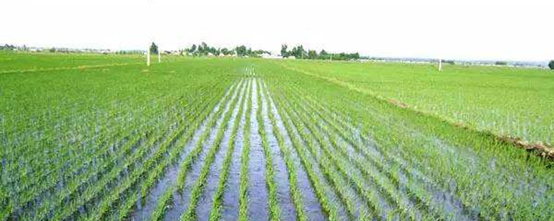 川农优108水稻种简介，该品种基部叶鞘绿色