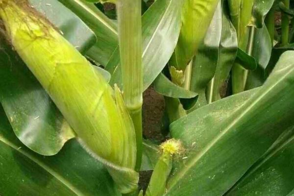 金禾902玉米品种简介，注意防治纹枯病和丝黑穗病