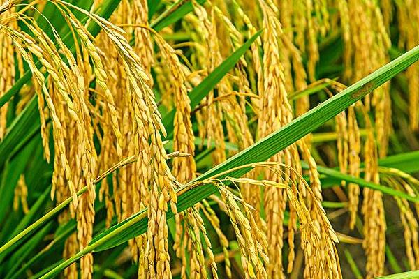 野香优贵禾（区试名称：野香优859）水稻种子特征特性，全生育期151.0天