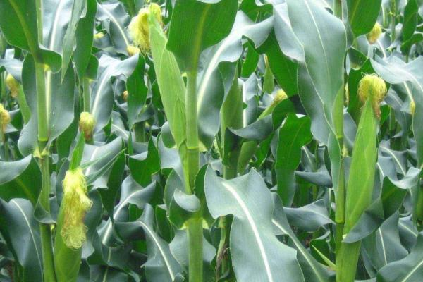 惠农单4号玉米种简介，结合每亩施尿素30千克