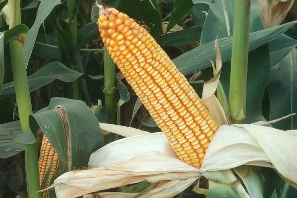 雅玉985（区试名称：YA7592）玉米种子特点，整个生长期注意及时防治病虫害