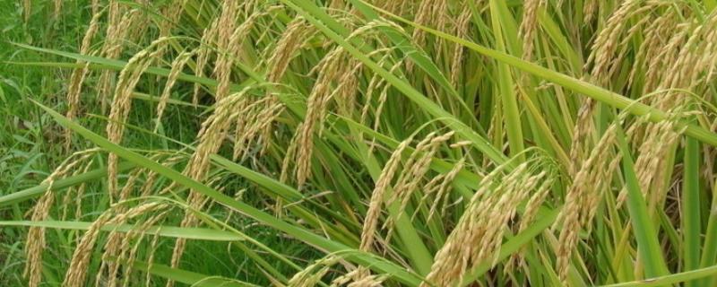 安粳315水稻品种的特性，每亩1.6～2.0万穴