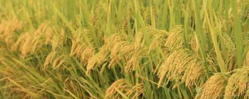泰优靓占水稻种子特征特性，每亩2～5万穴