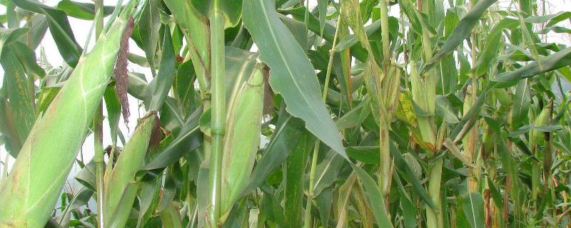 惠农单4号玉米种简介，结合每亩施尿素30千克