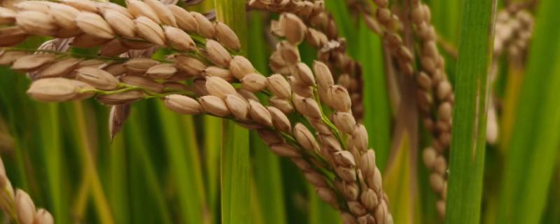 荃优1514水稻种子特征特性，全生育期为157.2天