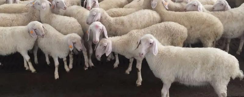 羊的养殖方法，首先要选用优良品质