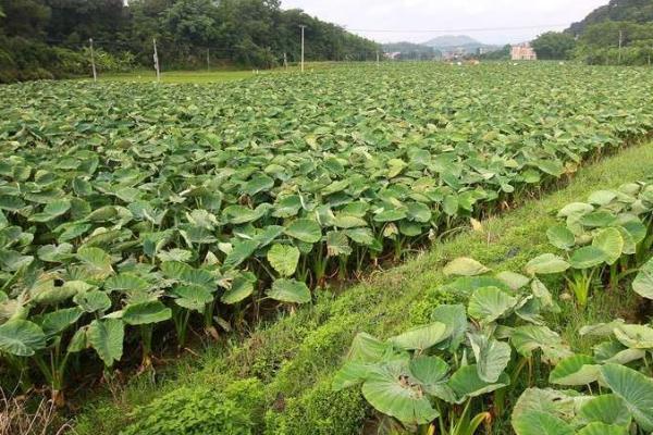 芋头怎么种植，土壤温度达到10℃即可播种