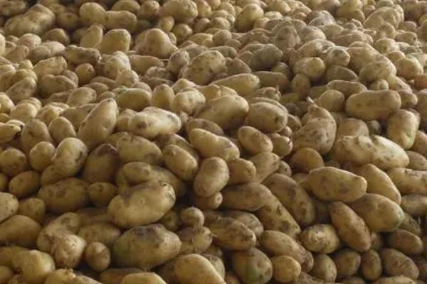 中国土豆的主产区，包括南方、西北、西南和华北产区