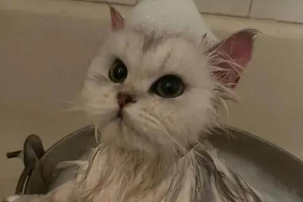 频繁给猫咪洗澡会怎样，容易得皮炎还会导致缺钙等