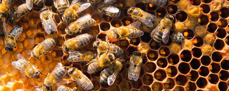 工蜂产卵的好处，能延长产卵工蜂的寿命