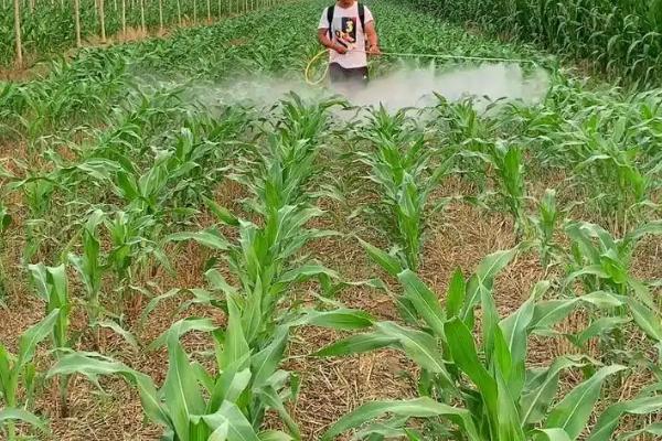 镜泊湖绿单10号玉米种简介，种植密度不宜过大