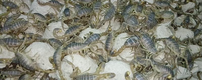 野生蝎子的养殖方法，在盆中放入适量瓦片并给其喂食即可