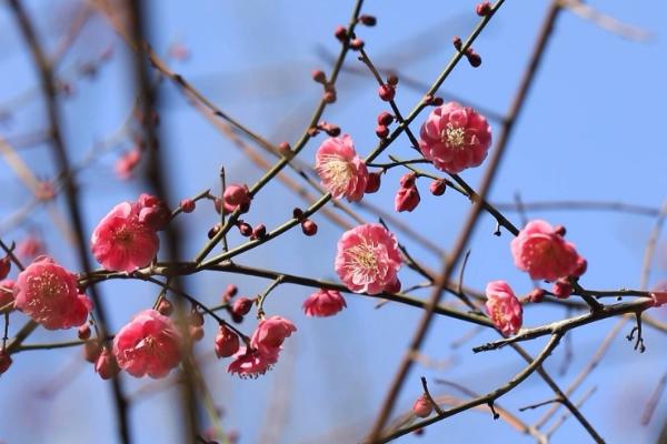 梅花有什么象征意义，象征着高洁、坚强、贫寒却有德行的人