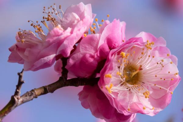 梅花有什么象征意义，象征着高洁、坚强、贫寒却有德行的人