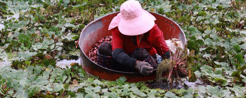 菱角的种植方法，育苗前应将秧田水面中的浮萍、水绵等干净