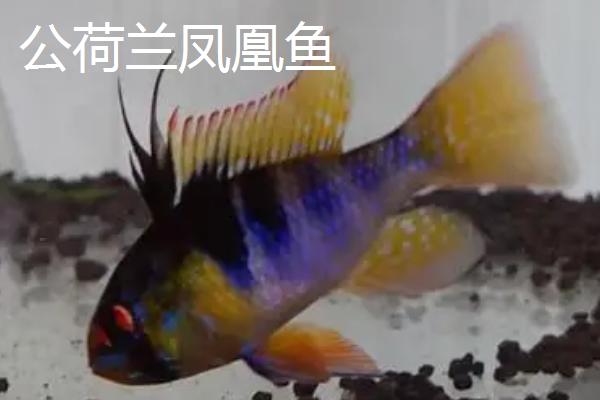 荷兰凤凰鱼怎么分公母，雌鱼的腹部更为鲜红
