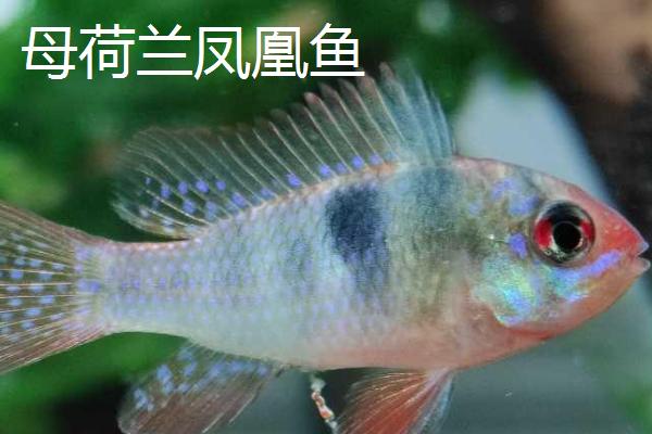 荷兰凤凰鱼怎么分公母，雌鱼的腹部更为鲜红