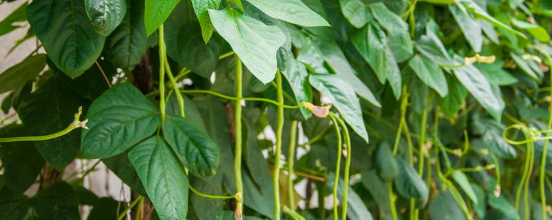 豆角的种植温度，发芽适宜温度为25-35℃