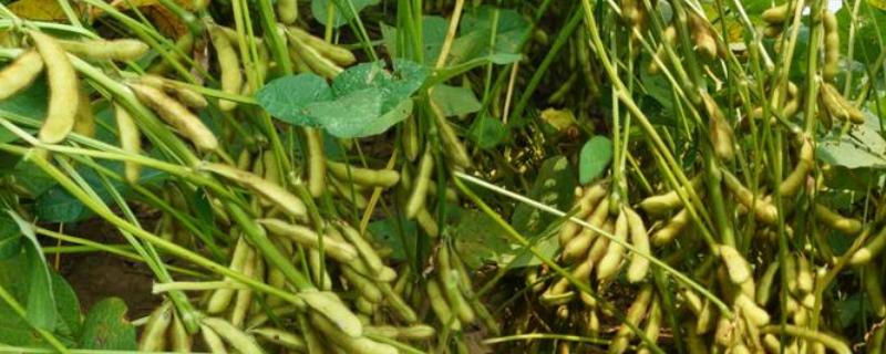 田农15大豆品种简介，注意防治病虫害