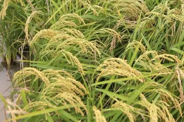 天隆粳325水稻种子特点，该品种主茎11片叶