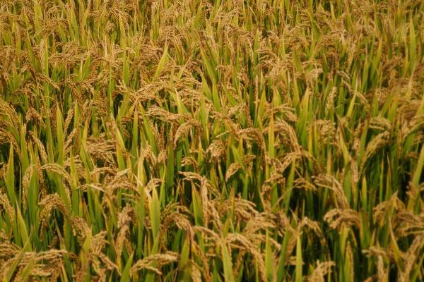 天隆粳325水稻种子特点，该品种主茎11片叶