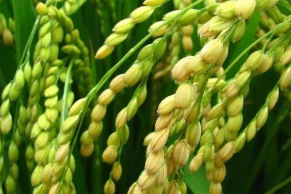 金穗源1号水稻种子介绍，该品种主茎12片叶