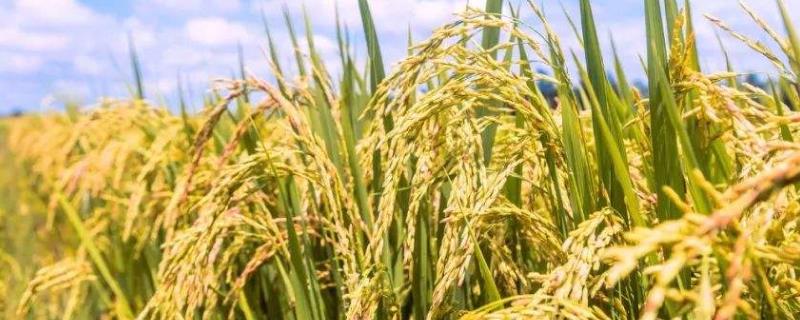 九稻171水稻品种的特性，普通粳稻品种