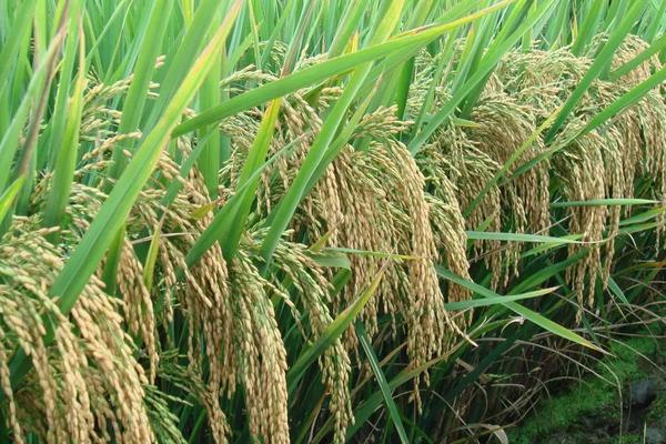 绥研5水稻种简介，该品种主茎12片叶