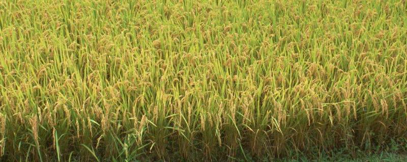 绥研10水稻种子特征特性，普通粳稻品种