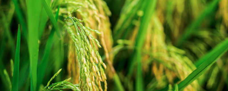 盛誉2号水稻种简介，香稻品种