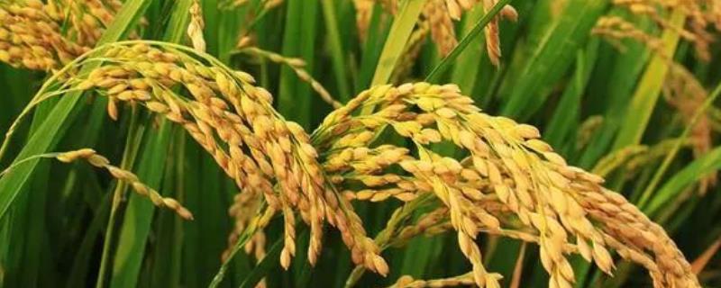 齐粳31水稻种子特点，该品种主茎12片叶